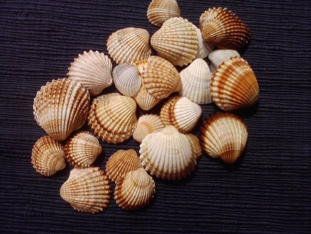 Vrúbkované mušle